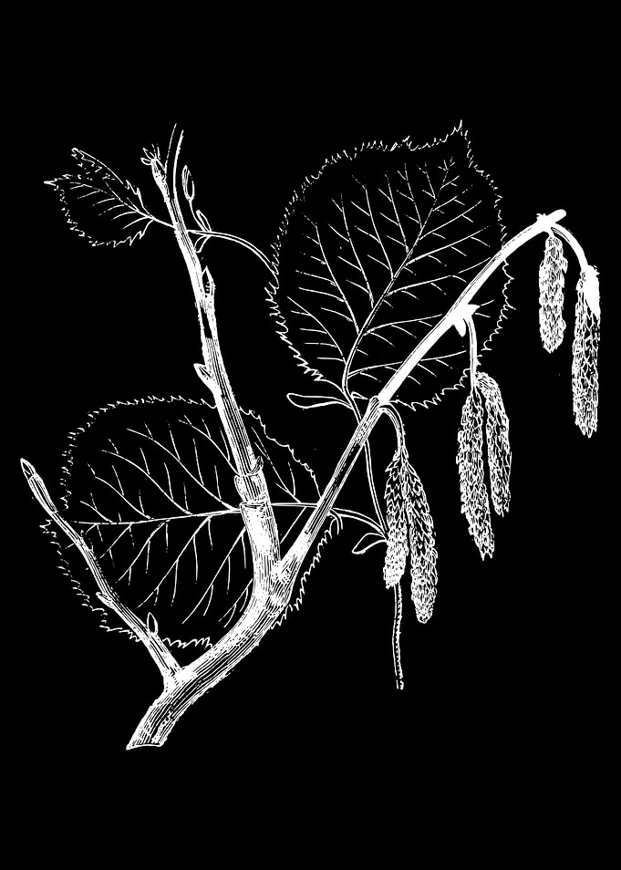 Hazel Foliage II