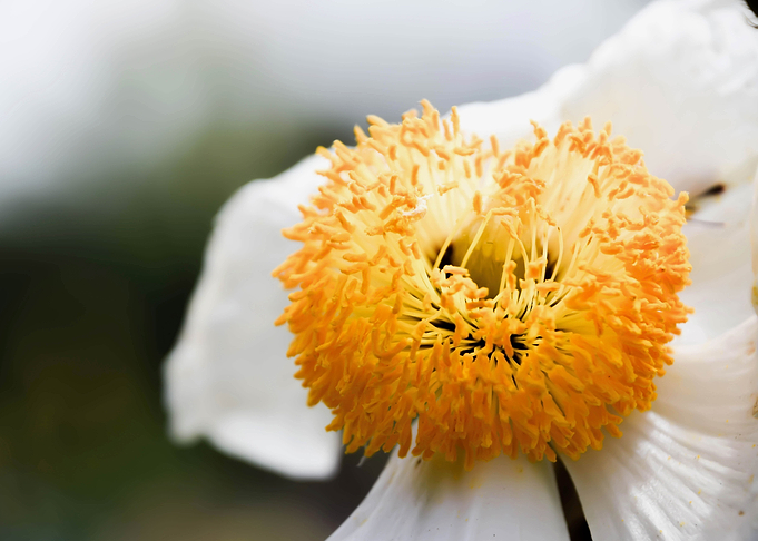 Macro Bright Flower