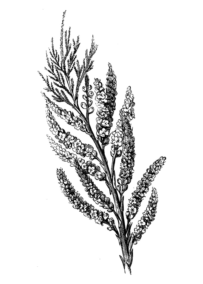 Tamarisk