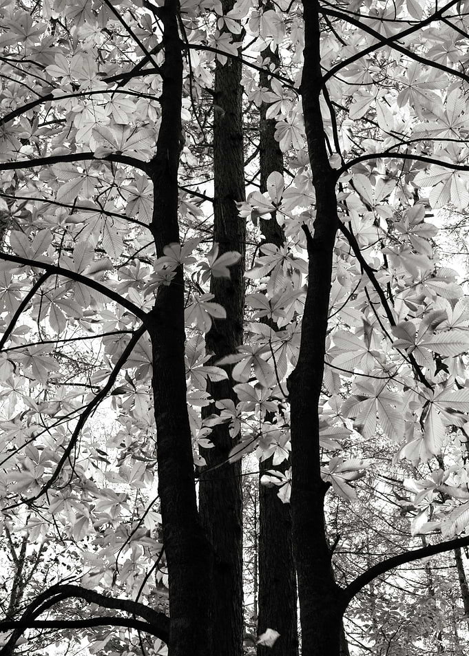 Leaves with light