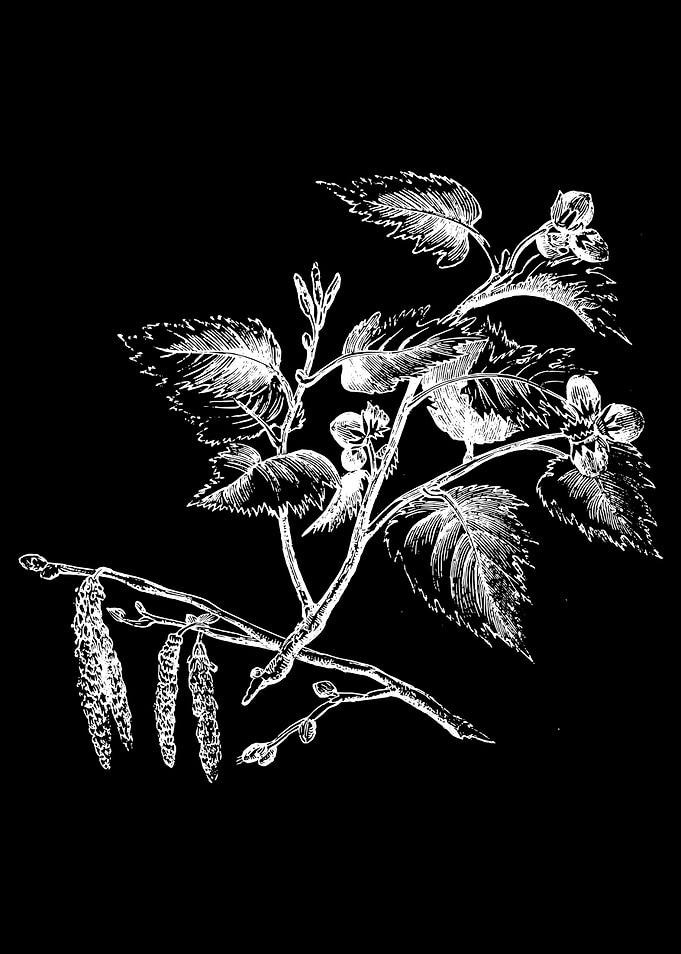 Foliage II