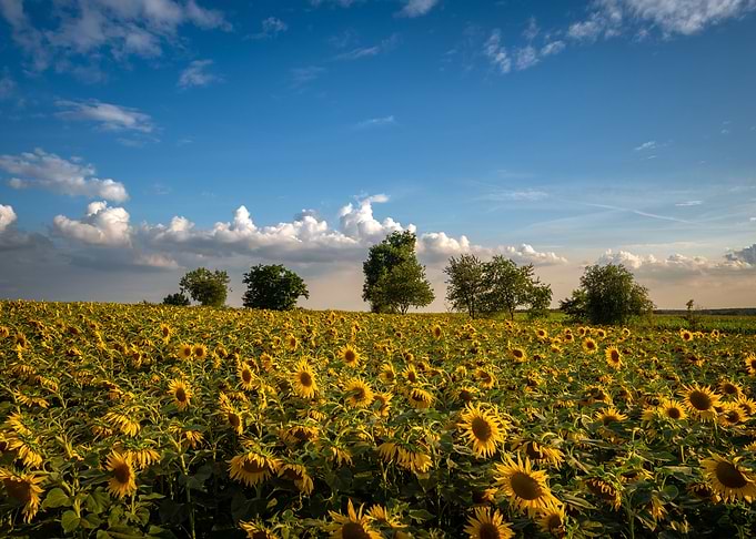 Sunflower field