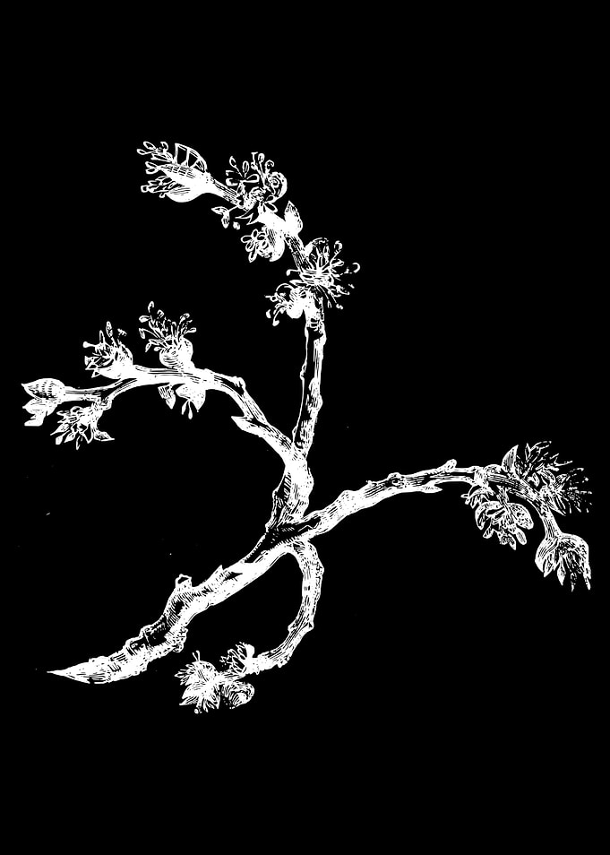 Cornish Elm II