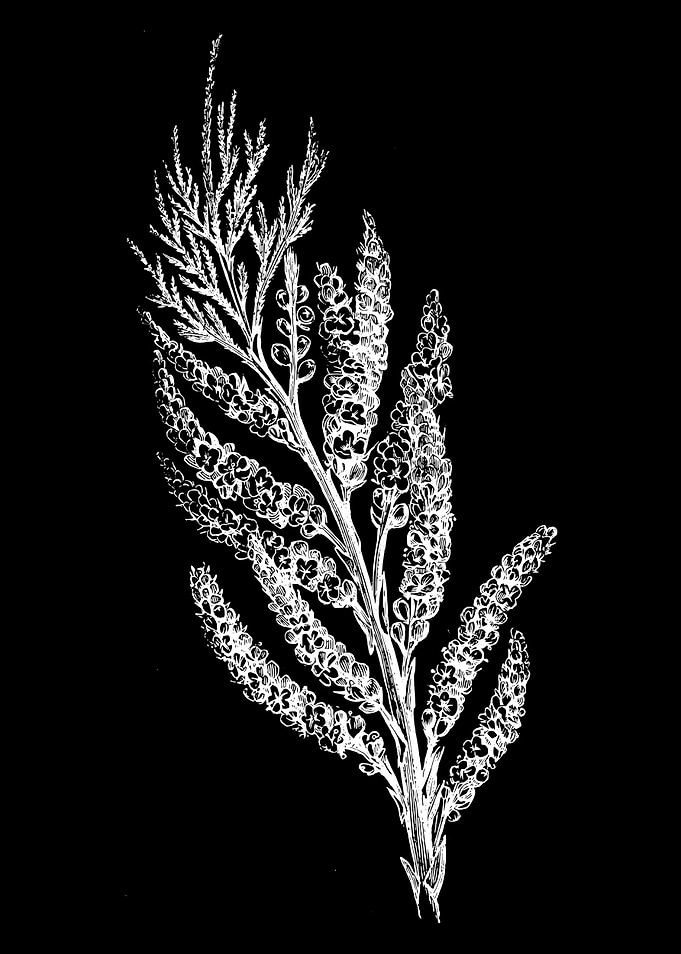 Tamarisk II