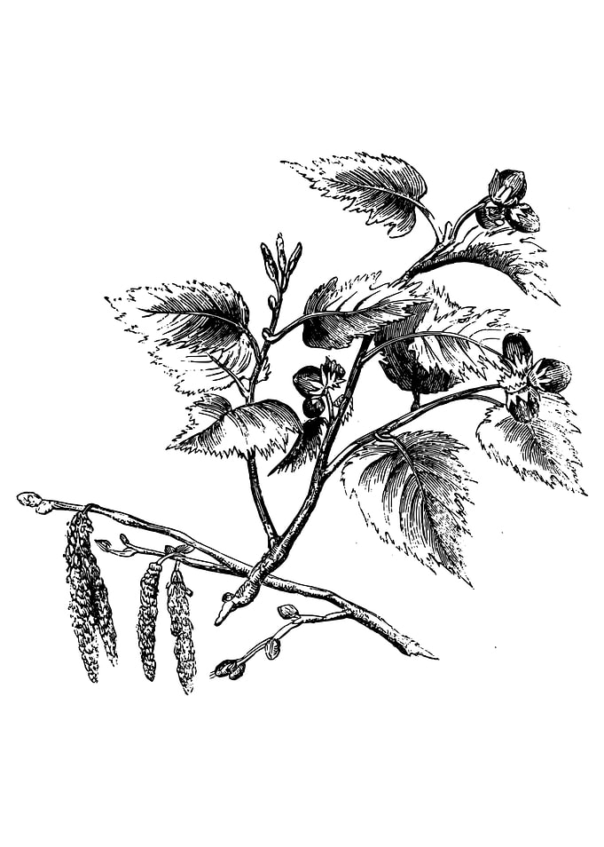 Foliage