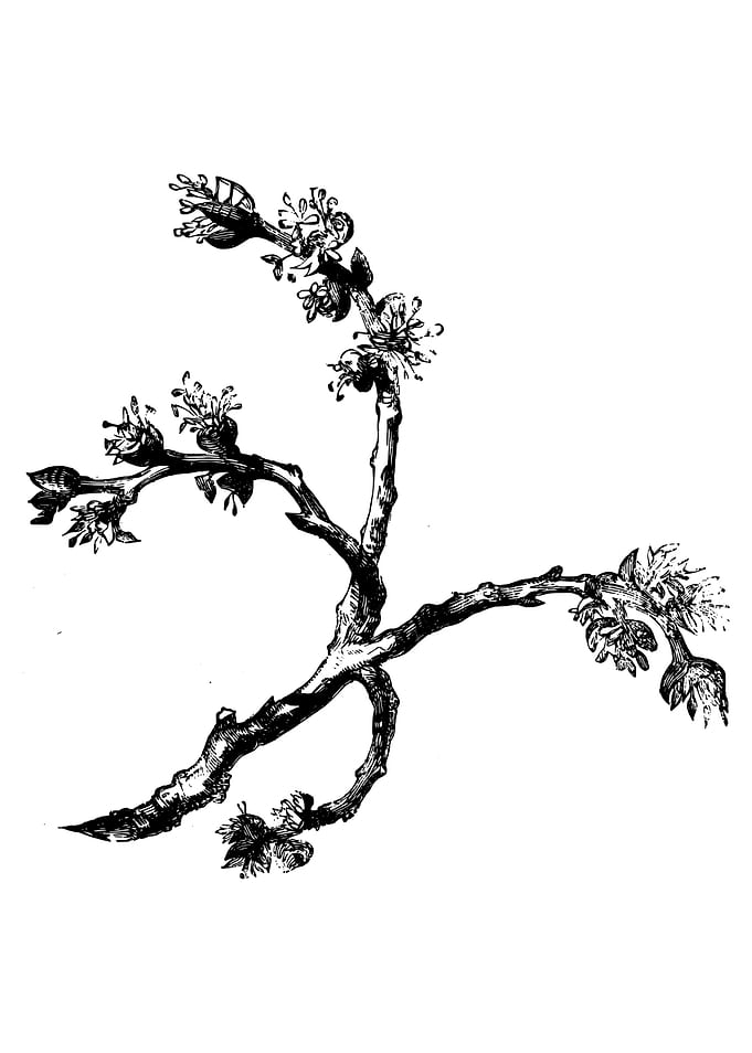 Cornish Elm