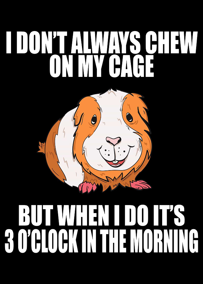 Guinea Pig Mom Dad Funny