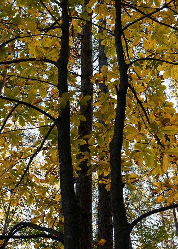 Leaves with light
