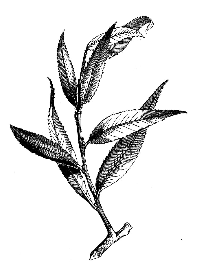Huntingdon Willow