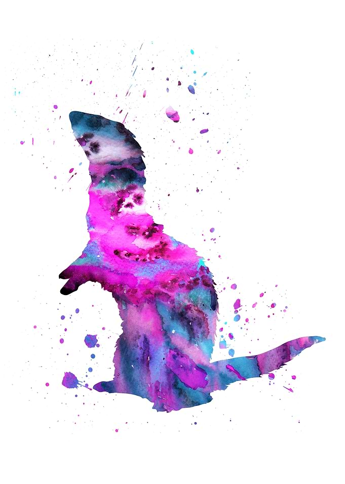 Ferret