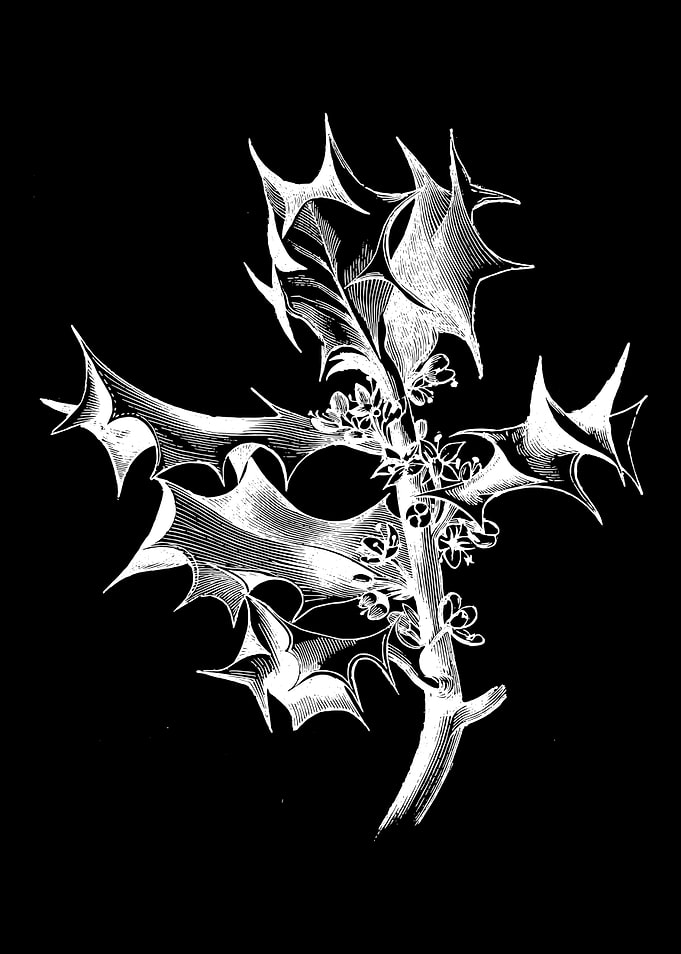 Holly Tree II