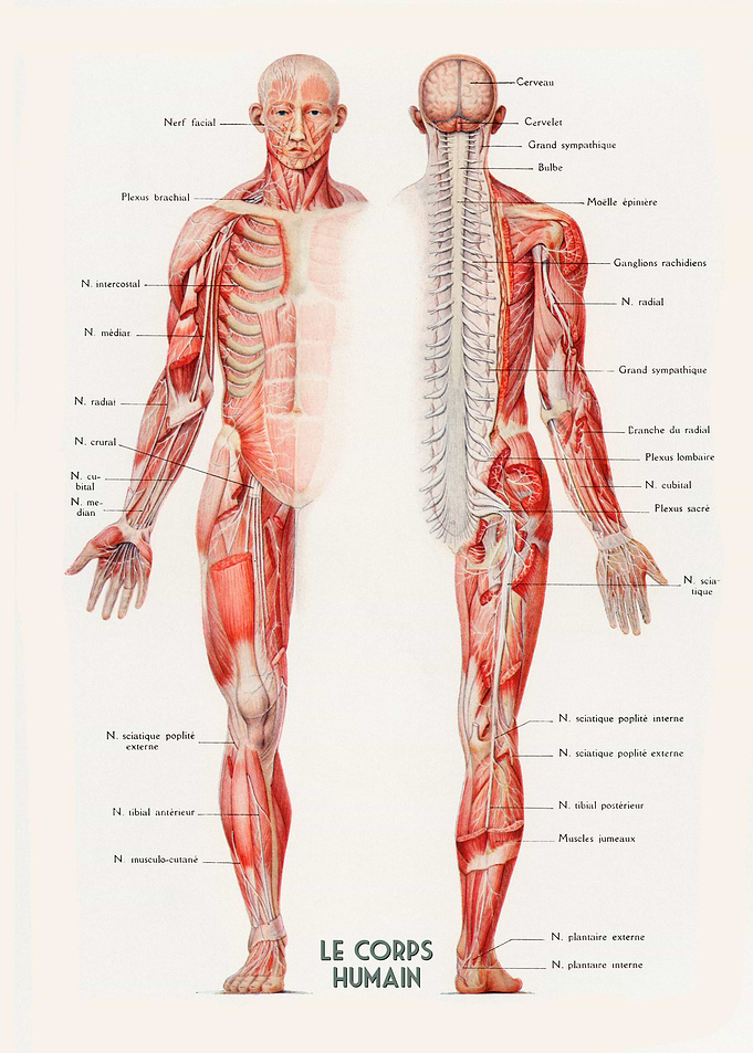 Human Muscles French