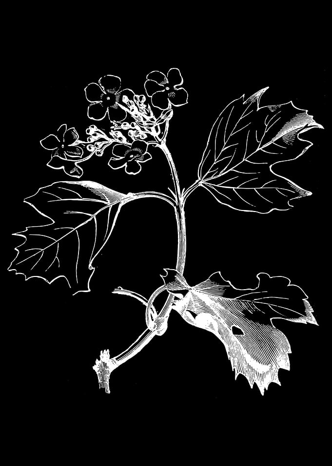 Guelder Rose II