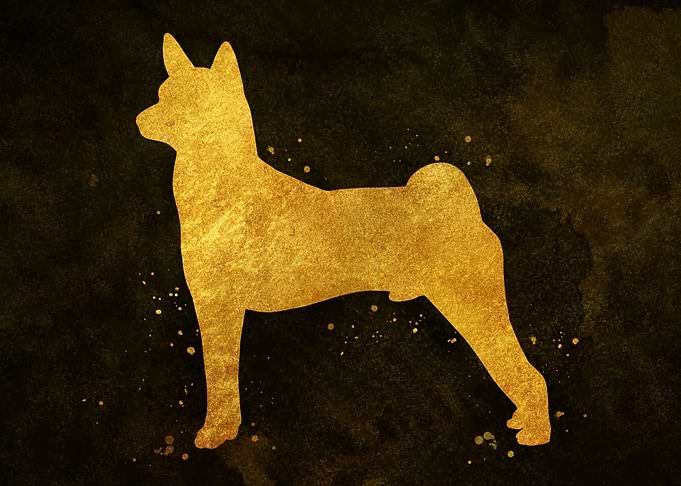 Basenji Dog