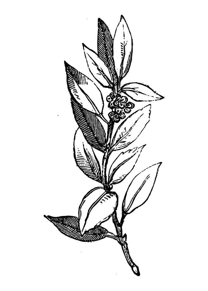 Smooth Holly Branch