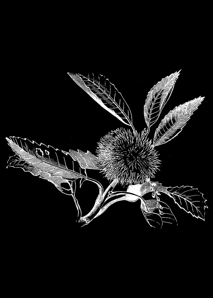 Chestnut Fruit II