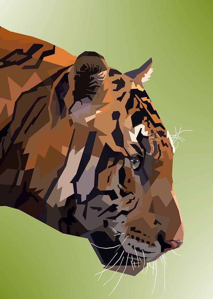 Tiger Illustration