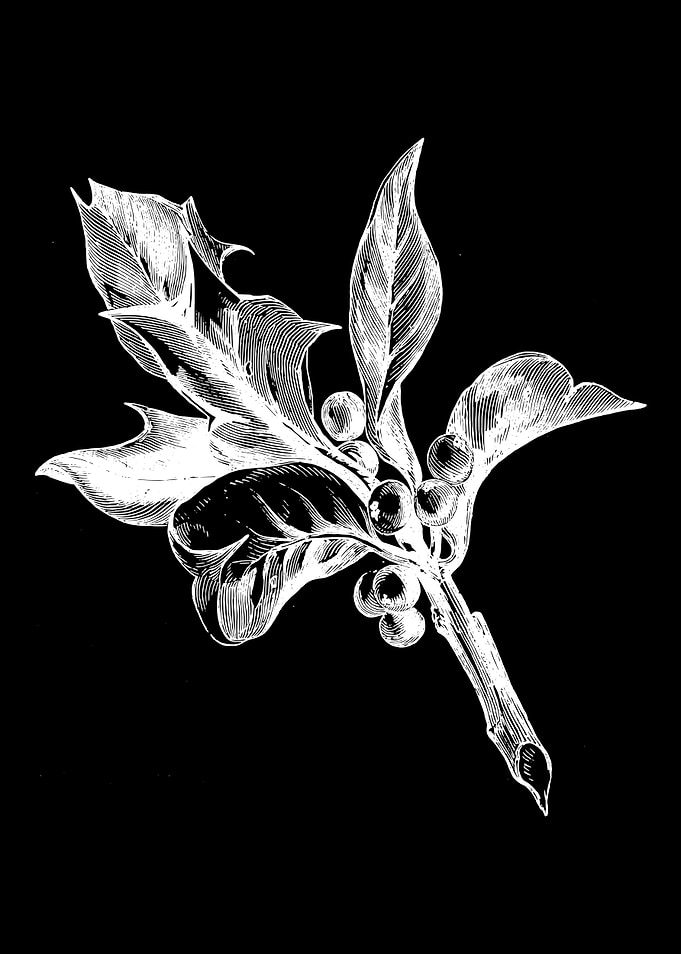 Holly Berries II