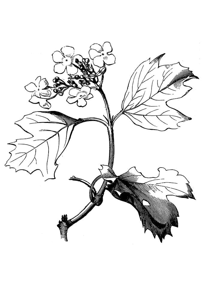 Guelder Rose