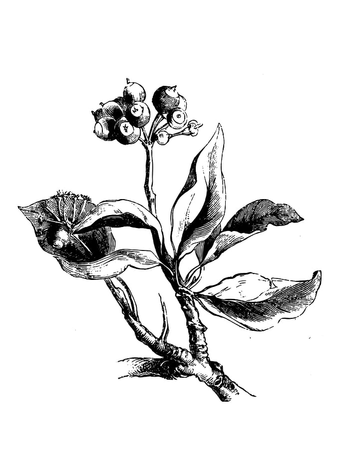 Ivy Berries