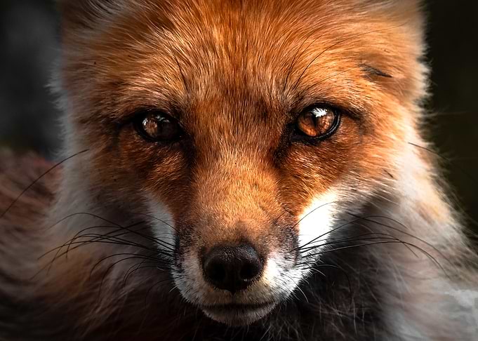 Fox