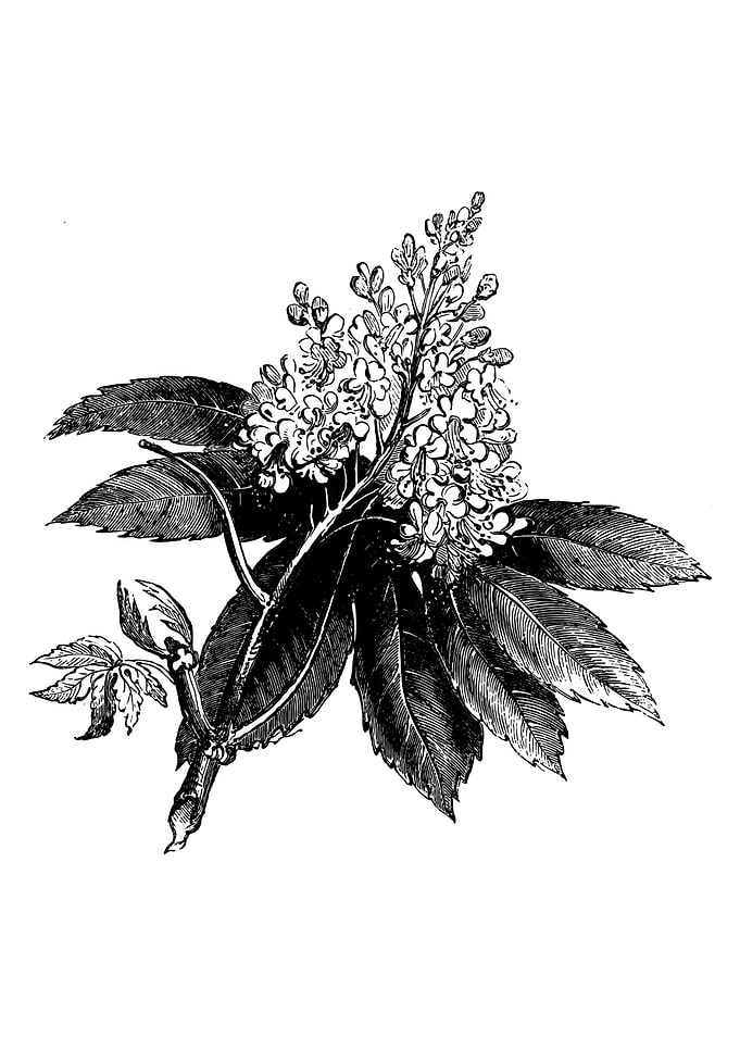 Horse Chestnut Flower II