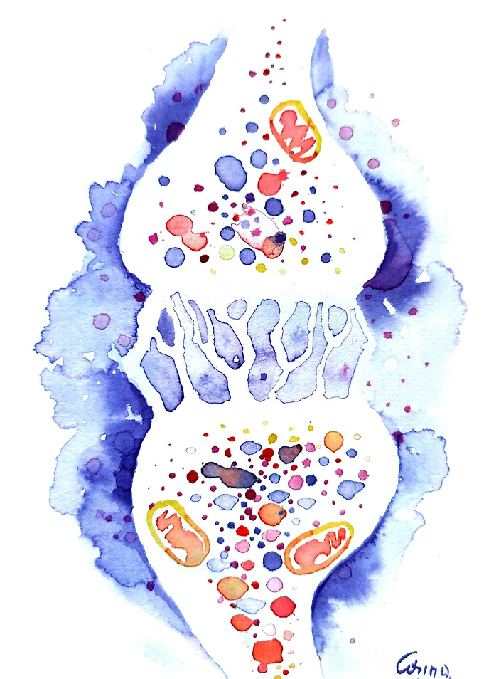 The synapse and the nerve