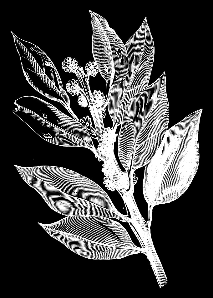 Holly Bud II