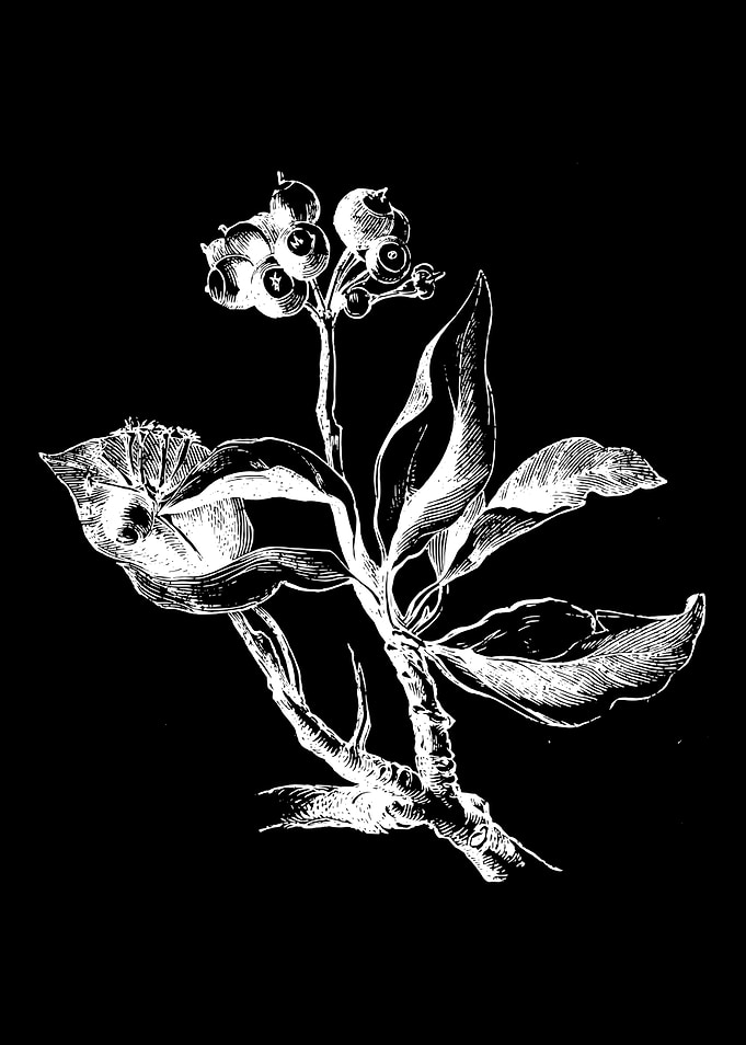 Ivy Berries II