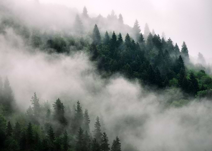 Trees in foggy Forest