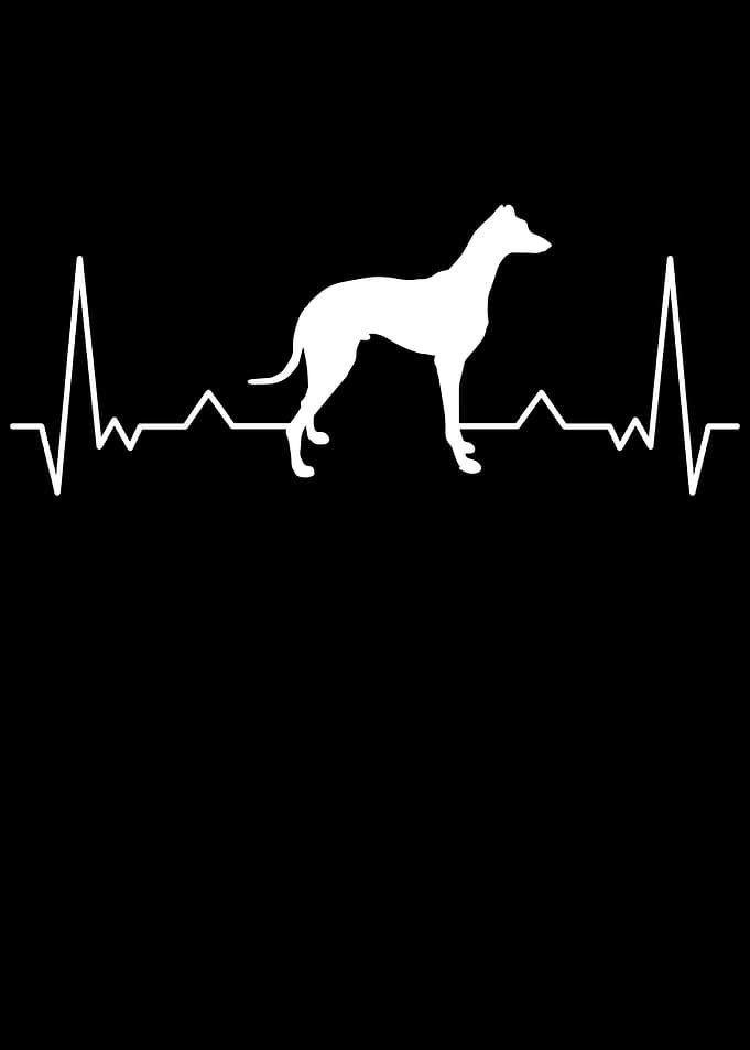 Italian Greyhound
