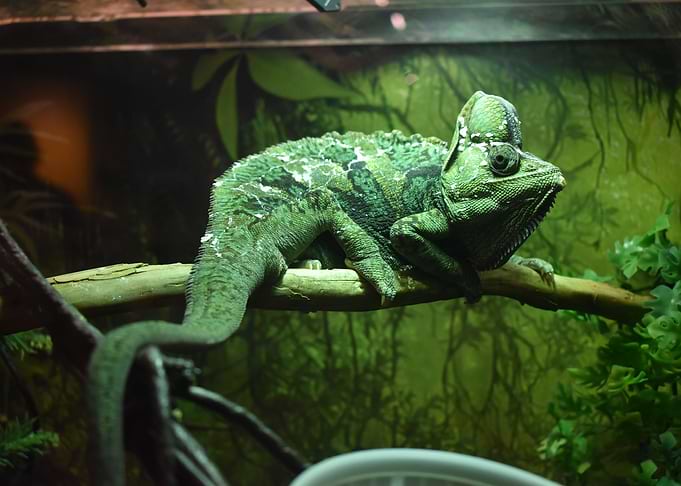 Chameleon