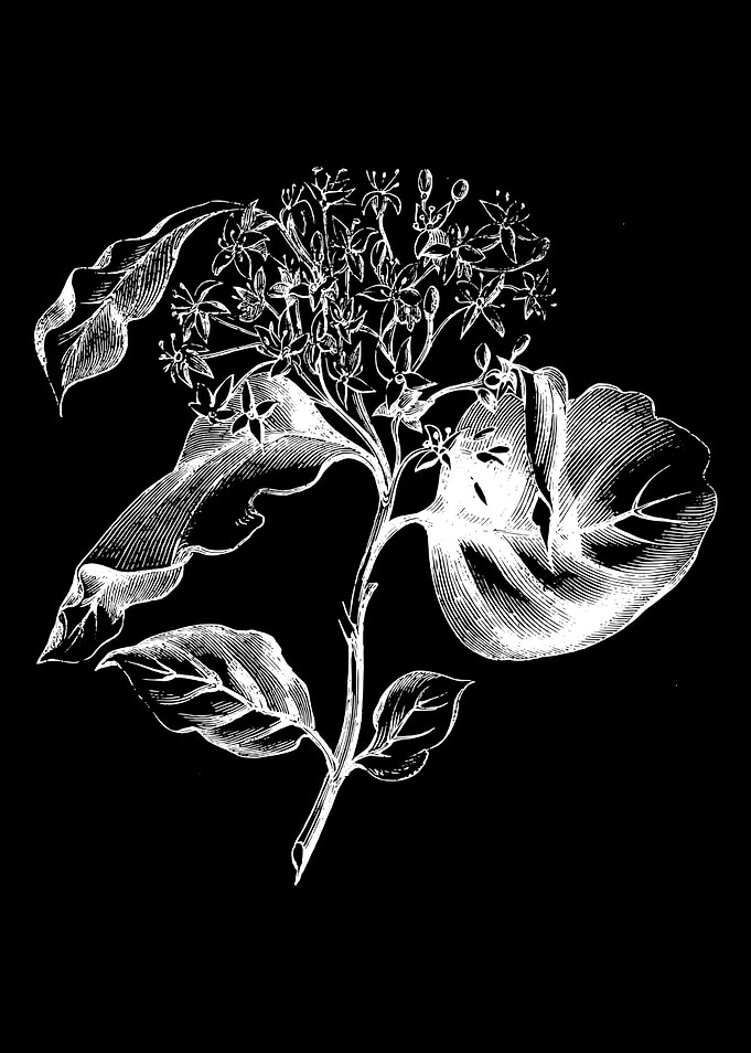 Dogwood Leaf and Flower II