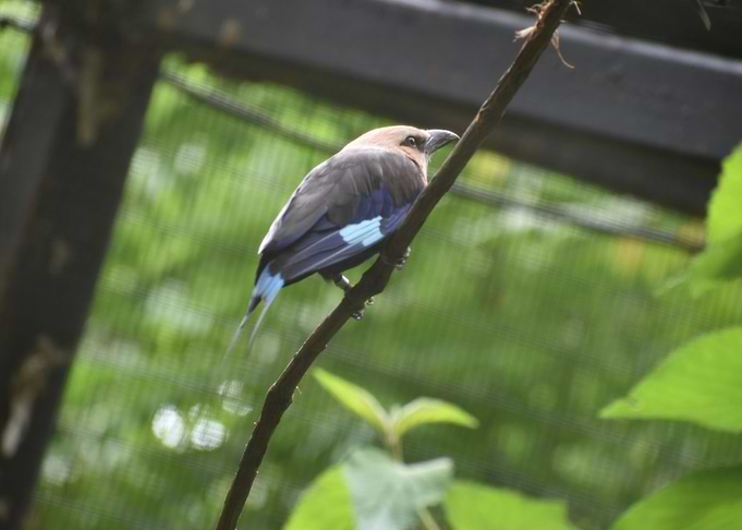Kookaburra