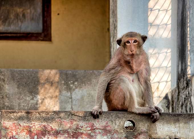 Crabeating macaque