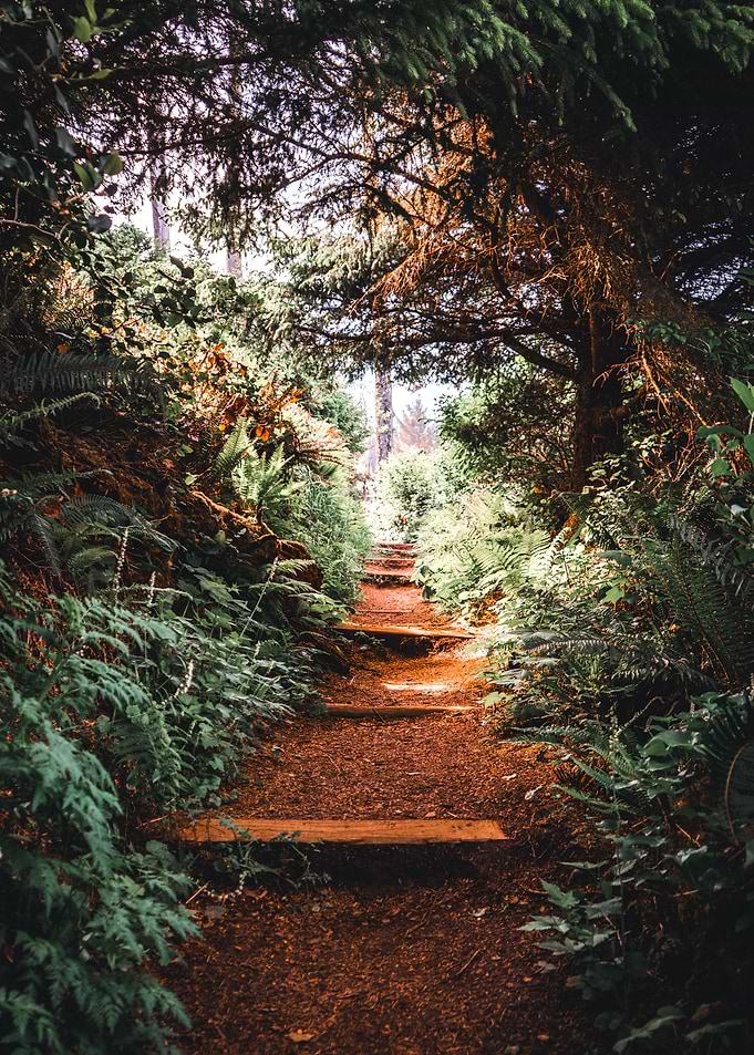 Forest Path Oregon Coast