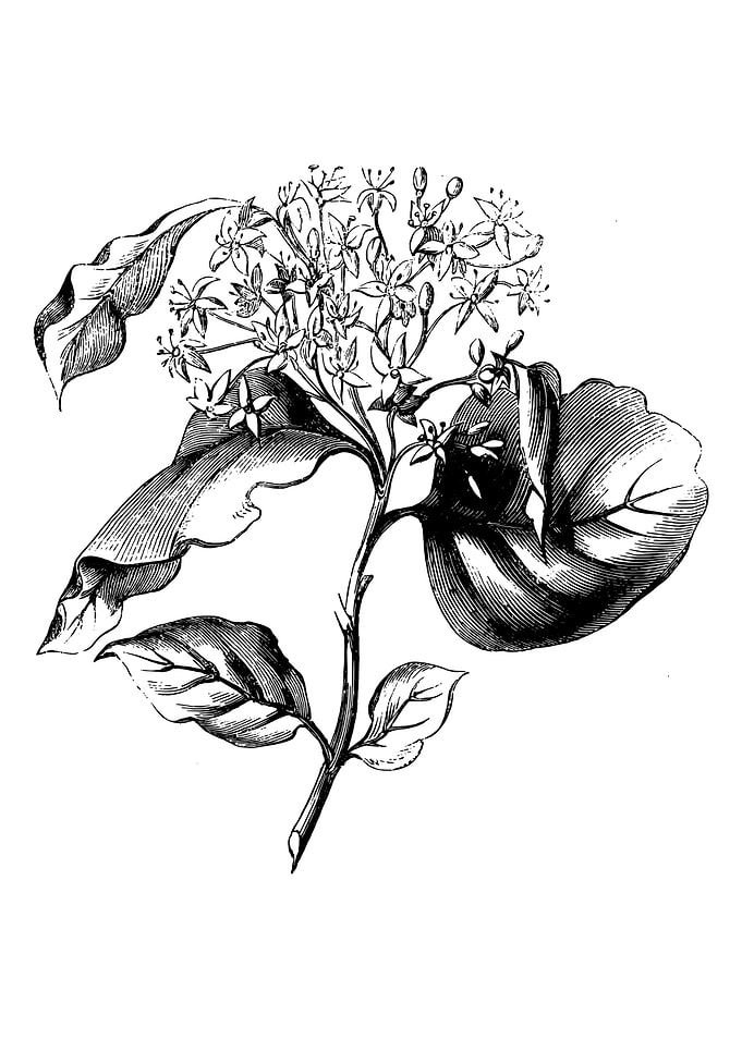 Dogwood Leaf and Flower