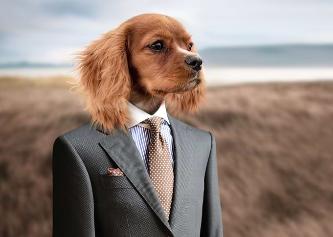 Suited Up Pup