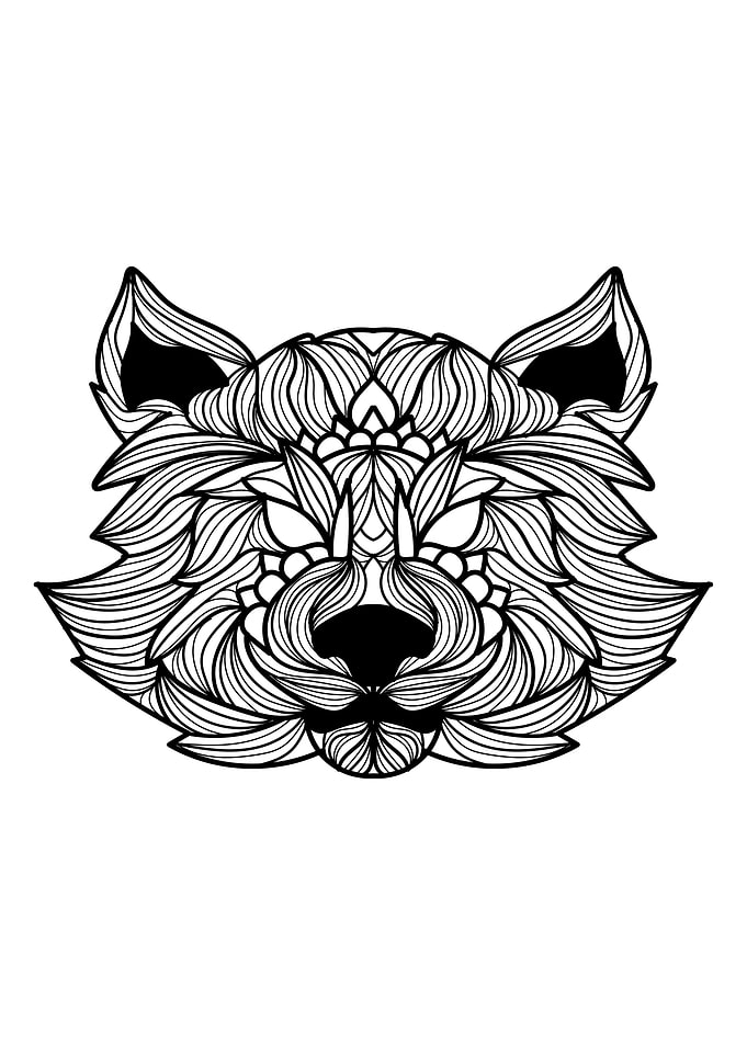 Raccoon