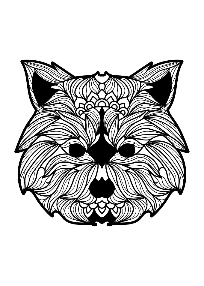Raccoon