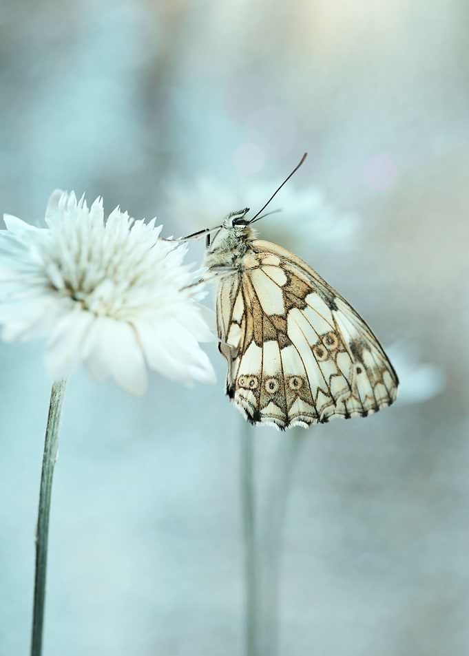 Nature composition