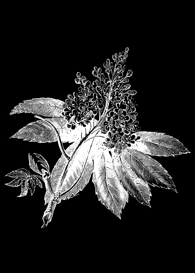 Horse Chestnut Flower II