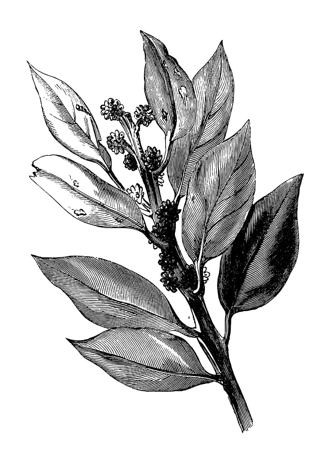 Holly in Bud