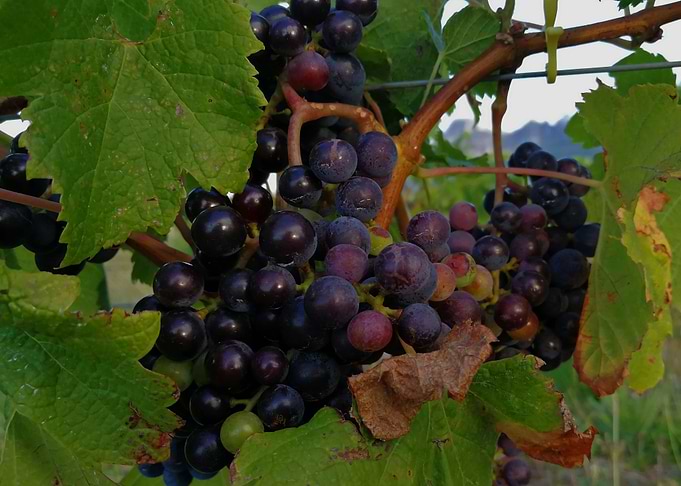 Southern African Grapes