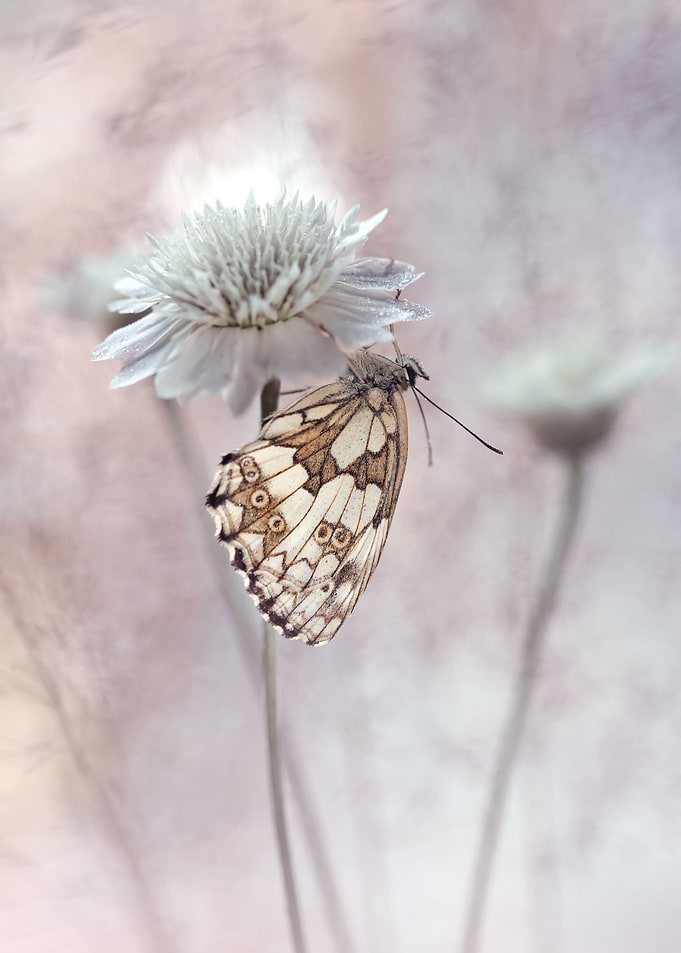 Nature composition