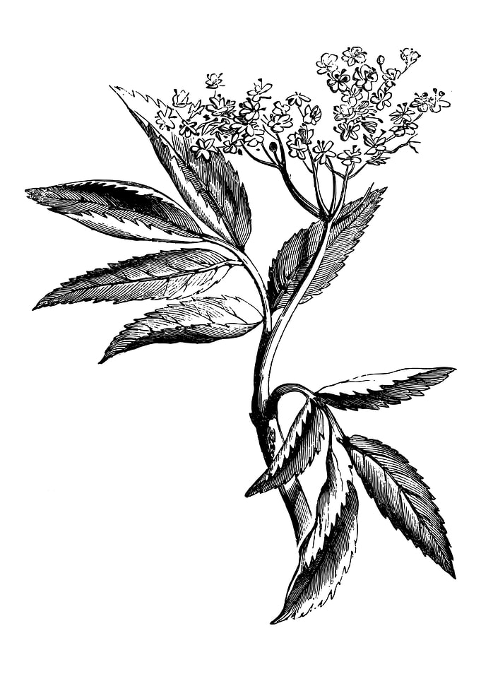 Elder Leaf and Flower