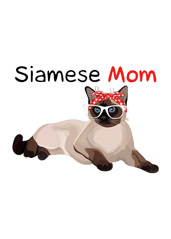 siamese cat