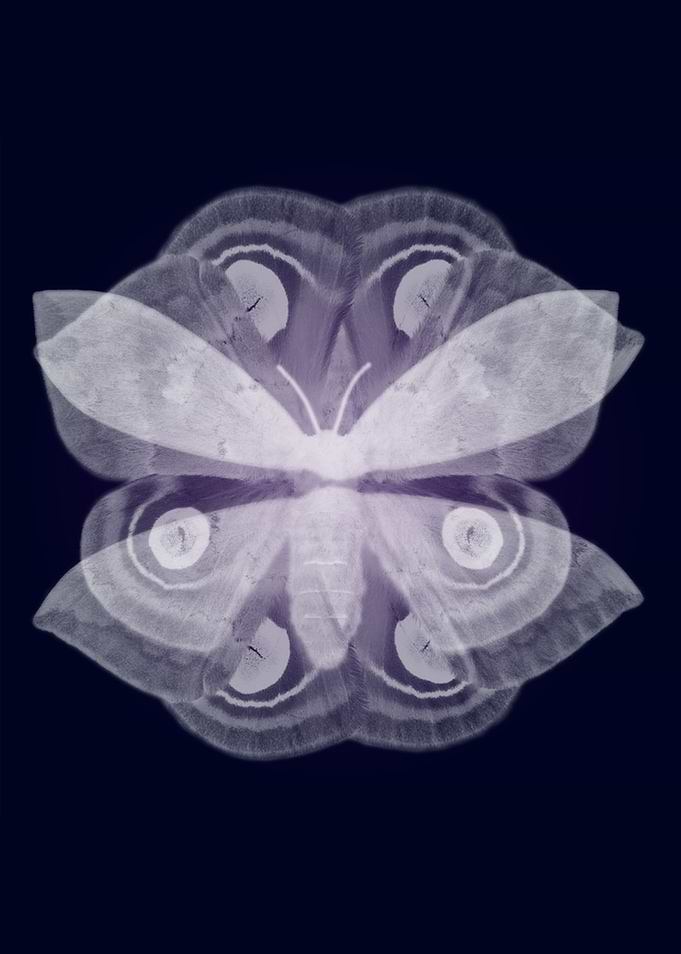 Automeris io flower