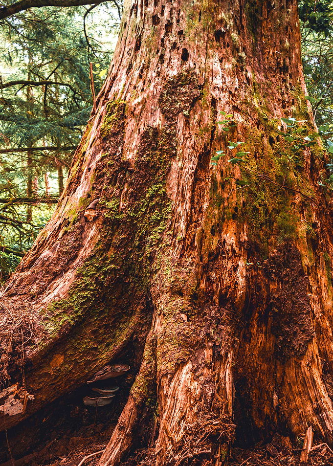 Giant Tree in the Forest
