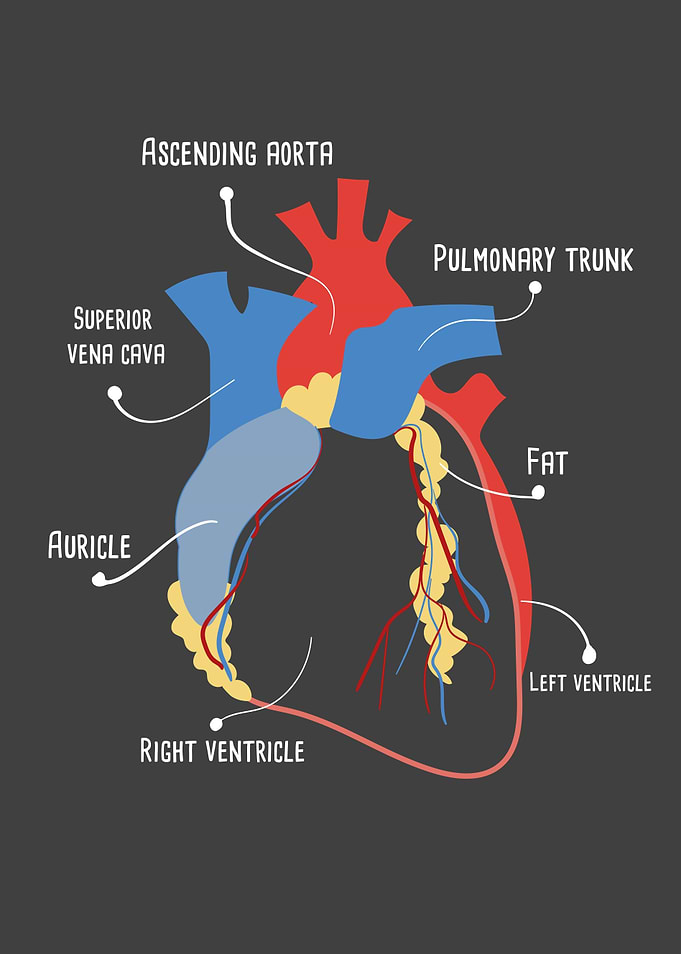 Anatomical Heart Medical